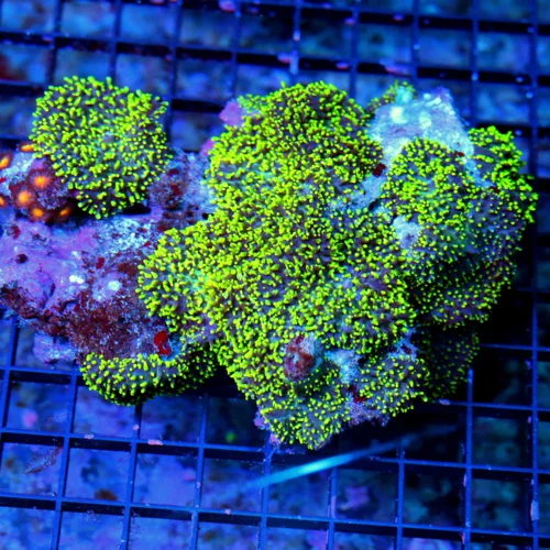 WYSIWYG 6X5 HAIRY RHODACTIS MUSHROOM-VERY VERY NICE NEON GREEN AND PURPLE HAIRY RHODACTIS MUSHROOM ROCK live coral for sale - Extreme Corals