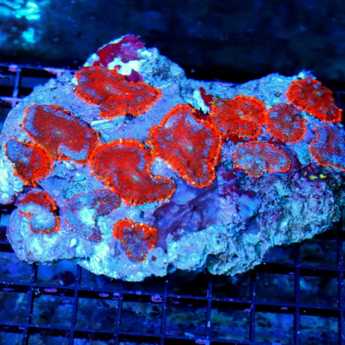 WYSIWYG 6X5 XXL SUPER SUPER NEON ULTRA RED ORANGE FULLY COVERED XL RHODACTIS MUSHROOM COLONY-INCREDIBLE live coral for sale - Extreme Corals