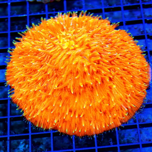 WYSIWYG 5X5 GIANT CENTERPIECE ULTRA YELLOW TIPPED FLAME TIP SUPER ORANGE COLLECTORS ITEM PLATE CORAL-AWESOME live coral for sale - Extreme Corals