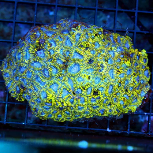 WYSIWYG 5X4 ULTRA FAVIA-HANDPICKED BY SCOTT ULTRA COLLECTORS ITEM INDO FAVIA-THIS IS FABULOUS live coral for sale - Extreme Corals