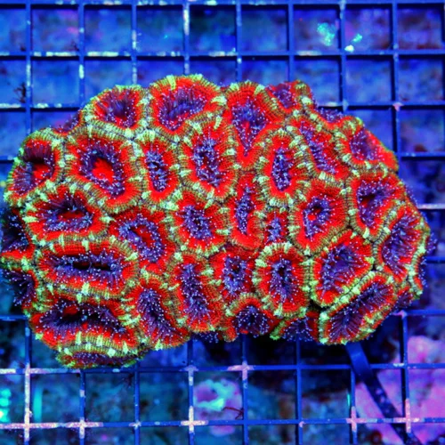 WYSIWYG 5X4  ACANTHASTREA-LARGE BAD TO THE BONE ULTRA COLORED ACANTHASTREA LORDHOWENSIS-COLOR IS AWESOME live coral for sale - Extreme Corals
