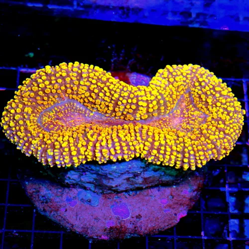 WYSIWYG 6X4 INCREDIBLE ULTRA ULTRA COLORED MULTICOLORED NEON ORANGE CARPET LOBOPHYLLIA live coral for sale - Extreme Corals