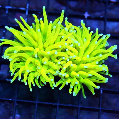 WYSIWYG 4.5X3.5 SCOTT'S HANDPICKED  ULTRA TORCH-HOLY GRAIL MORPH-COLOR IS TOTALLY INSANE PRICE IS AWESOME!!! live coral for sale - Extreme Corals