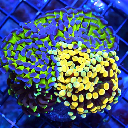 WYSIWYG 4.5X3.5 TRIPLE HEAD COMBO ULTRA COLORED ULTRA GRADE AUSSIE BRANCHING HAMMER GREAT SIZE SHAPE AND COL live coral for sale - Extreme Corals