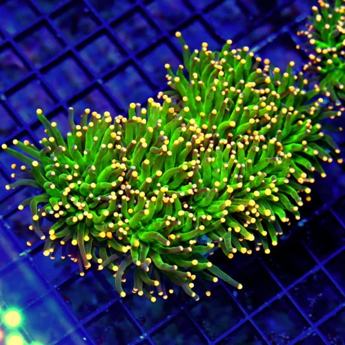 WYSIWYG 5.5X4.5 EXTREMELY RARE COLOR "ORANGE TIPPED COTTON CANDY" INDO TORCH=INCREDIBLE COLOR!!! live coral for sale - Extreme Corals