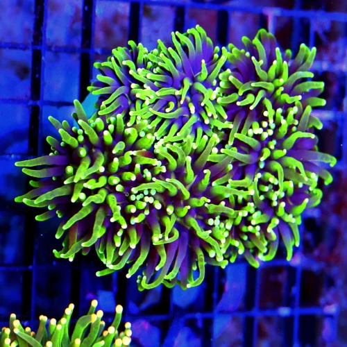 WYSIWYG 5.5X4 SUPER PURPLE LIME FREEN FADING TO YELLOW XL ULTRA COLORED INDO TORCH-BEAUTIFUL SPECIMEN live coral for sale - Extreme Corals