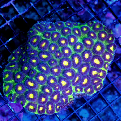 WYSIWYG 5.5X4 XXL CENTERPIECE TRICOLORED ULTRA GRADE ULTRA COLORED AMAZING FAVIA BRAIN-COLLECTORS ITEM!! live coral for sale - Extreme Corals