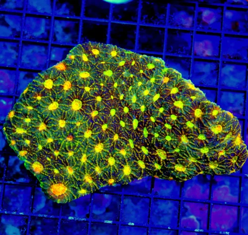 WYSIWYG 6X5 XXL ULTRA ULTRA ORANGE TOTALLY INSANE SHOWPIECE HANDPICKED INDO FAVIA-VERY SPECIAL COLOR!! live coral for sale - Extreme Corals