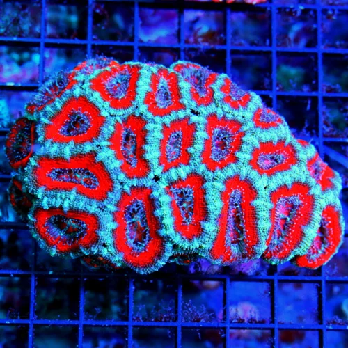 WYSIWYG 5X4.5 ACANTHASTREA LORDHOWENSIS BAD TO THE BONE!! SUPER RED RINGED BLUE ACAN LORD live coral for sale - Extreme Corals