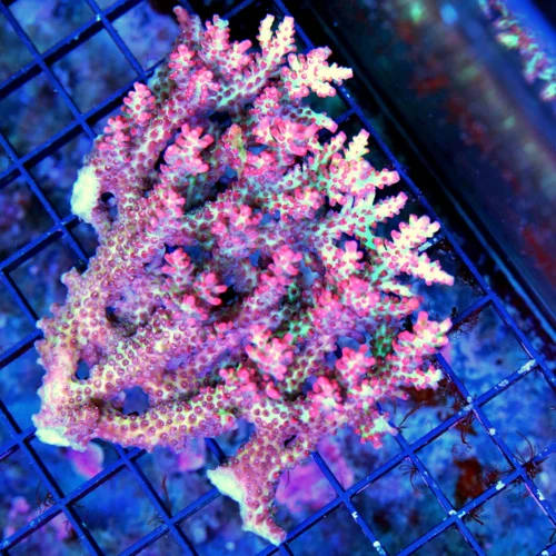 WYSIWYG 5.5X5 XXL SHOWPIECE ULTRA GRADE STRAWBERRY SHORTCAKE AUSSIE ACROPORA-ARRIVE ALIVE GUARANTEE live coral for sale - Extreme Corals