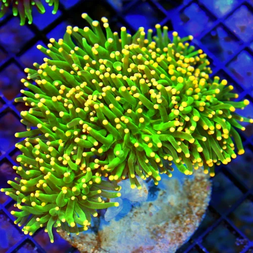 WYSIWYG 5.5X5 EXTREMELY RARE COLOR "ORANGE TIPPED COTTON CANDY" INDO TORCH=THIS IS VERY SPECIAL live coral for sale - Extreme Corals