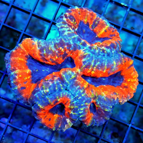 WYSIWYG 5X5 TRICOLORED BLUE NEON ORANGE AND PURPLE ULTRA GRADE LOBOPHYLLIA-AWESOME COLOR!! live coral for sale - Extreme Corals