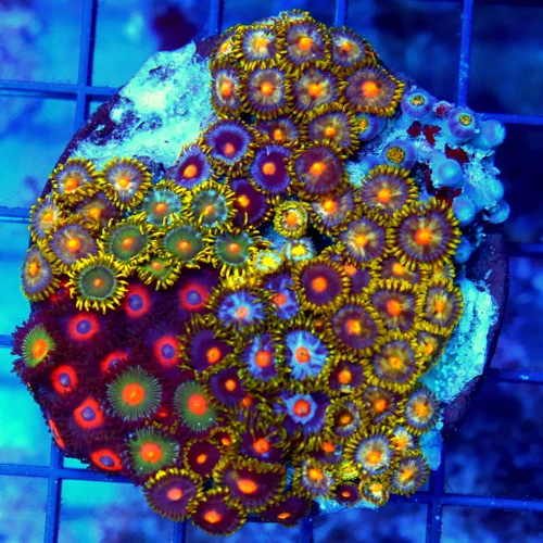 3.75" COMBO ZOANTHID CORAL - ULTRA GRADE HAPPY FAMILY COMBO ZOANTHID CORAL COLONY