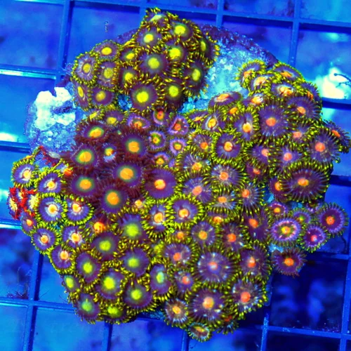 3.75" COMBO ZOANTHID CORAL - ULTRA GRADE HAPPY FAMILY COMBO ZOANTHID CORAL COLONY