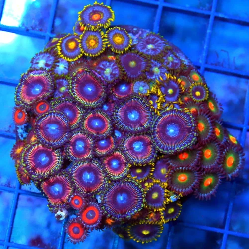 3.75" COMBO ZOANTHID CORAL - ULTRA GRADE HAPPY FAMILY COMBO ZOANTHID CORAL COLONY