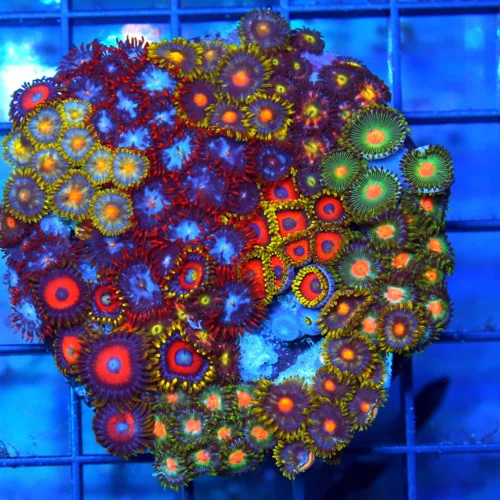 3.75" COMBO ZOANTHID CORAL - ULTRA GRADE HAPPY FAMILY COMBO ZOANTHID CORAL COLONY