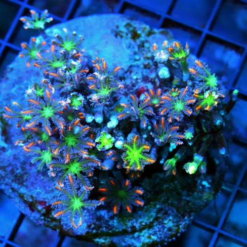 4x4 CLOVE POLYPS - GREEN CENTERED ULTRA COLORED PURPLE AND ORANGE CLOVE POLRPS
