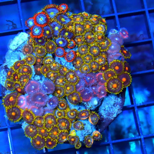 3.75" COMBO ZOANTHID CORAL - ULTRA GRADE HAPPY FAMILY COMBO ZOANTHID CORAL COLONY