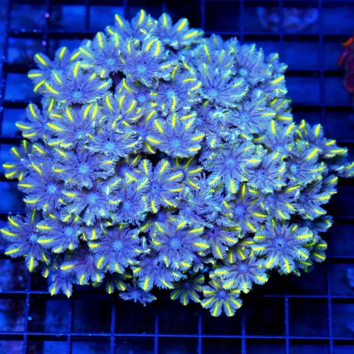 5.5x5.5 CLOVE POLYPS - ULTRA COLORED PURPLE YELLOW STRIPPED CLOVE POLRPS