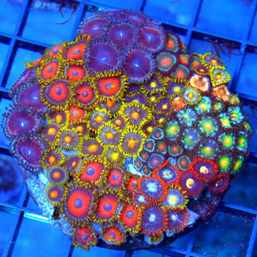 3.75" COMBO ZOANTHID CORAL - ULTRA GRADE HAPPY FAMILY COMBO ZOANTHID CORAL COLONY