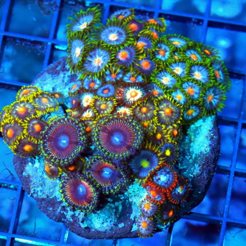 3.75" COMBO ZOANTHID CORAL - ULTRA GRADE HAPPY FAMILY COMBO ZOANTHID CORAL COLONY