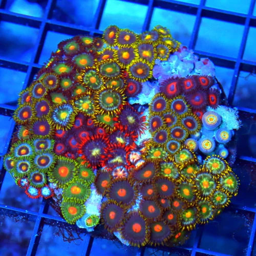3.75" COMBO ZOANTHID CORAL - ULTRA GRADE HAPPY FAMILY COMBO ZOANTHID CORAL COLONY