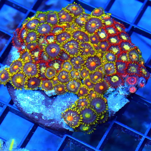 3.75" COMBO ZOANTHID CORAL - ULTRA GRADE HAPPY FAMILY COMBO ZOANTHID CORAL COLONY