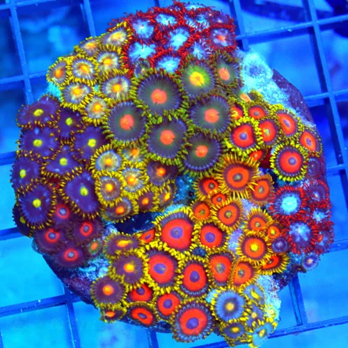 3.75" COMBO ZOANTHID CORAL - ULTRA GRADE HAPPY FAMILY COMBO ZOANTHID CORAL COLONY
