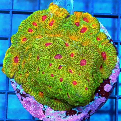 4x4 FAVIA CORAL - ULTRA GRADE HANDPICKED FASCINATION FAVIA CORAL