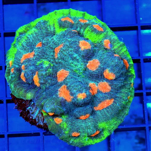 4x3.5 ECHINOPHYLLIA CHALICE CORAL -  EXTREME CORALS CULTURED COLLECTOR'S ITEM ECHINOPHYLLIA CHALICE