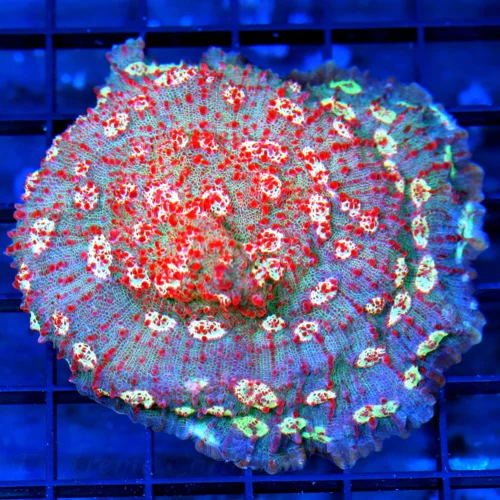 4.5x4 ECHINOPHYLLIA CHALICE CORAL - PSYCHEDELIC METEOR SHOWER - NEVER SEEN IN TEN YEARS CHALICE CORA