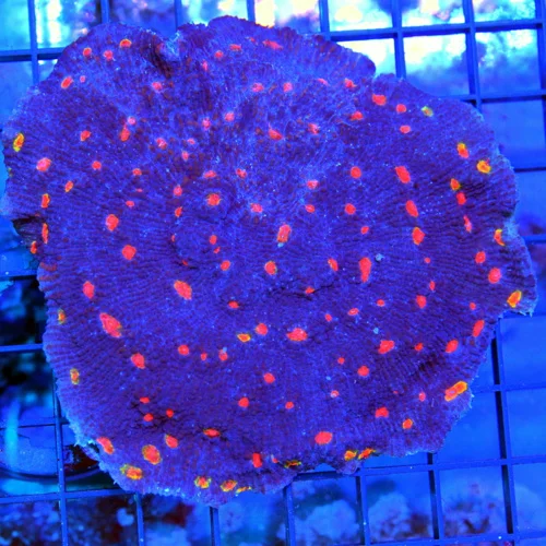 5.5x5 ECHINOPHYLLIA CHALICE CORAL - EXTREME CORALS CULTURED "MIAMI HURRICANE" CHALICE CORAL