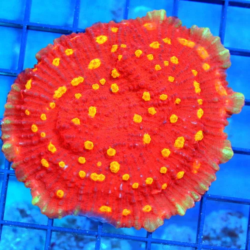 4x4 ECHINOPHYLLIA CHALICE CORAL - SCOTT'S HANDPICKED BOOGALOO COLLECTOR'S ITEM ECHINOPHYLLIA CHALICE