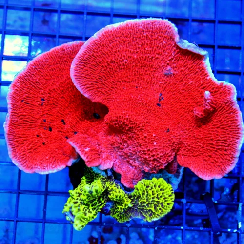 5.5x5 XXL COMBO MONTIPORA CORAL - MONTIPORA CAPRICORNIS AND MONTIPORA DIGITATA COMBO MONTIPORA COLON