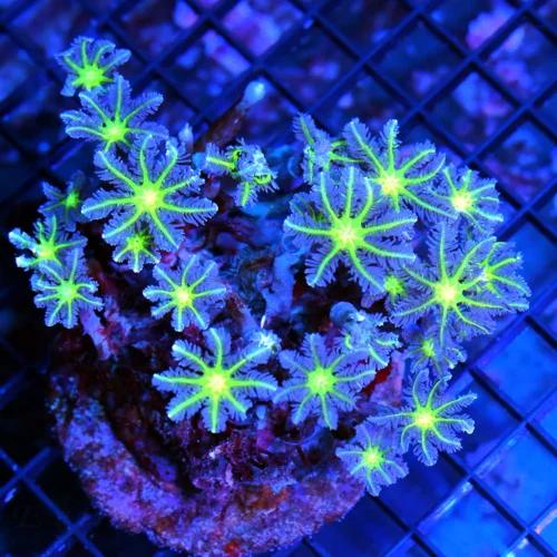 4x4 CLOVE POLYPS - ULTRA COLORED GREEN CENTERED PURPLE CLOVE POLYPS