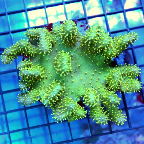 5x4 LEATHER CORAL - HARD TO GET DEVIL'S HAND LEATHER CORAL GREAT SIZE AND SHAPE