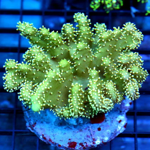5.5x4.5 LEATHER CORAL - HARD TO GET DEVIL'S HAND LEATHER CORAL GREAT SIZE AND SHAPE