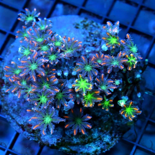4.5x4 CLOVE POLYPS - ORANGE AND PURPLE GREEN CENTERED CLOVE POLYPS