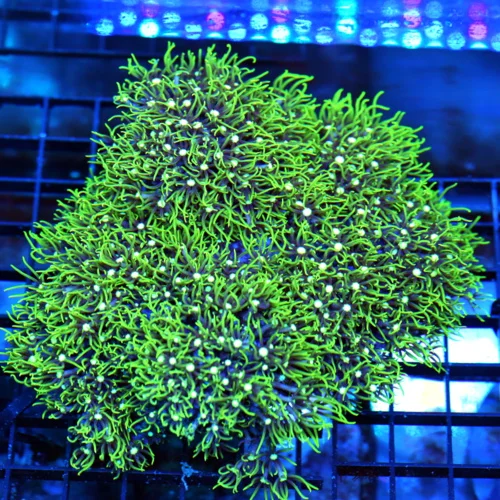 6x6 METALLIC GREEN STAR POLYPS - WE NEVER GET THESE RARELY IMPORTED GREEN STAR POLYPS