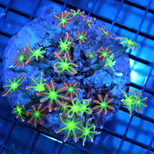 4x4 CLOVE POLYPS - ORANGE AND PURPLE GREEN CENTERED CLOVE POLYPS
