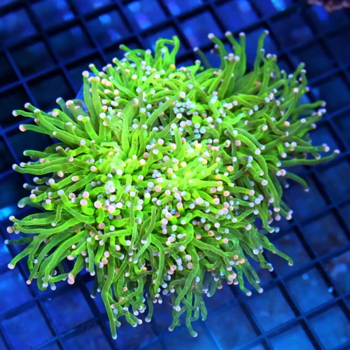 6x5 XXL TORCH CORAL - ULTRA COLORED BLUE/PINK TIPPED COTTON CANDY TORCH CORAL
