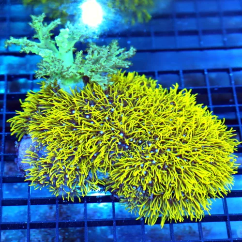 6x5 COMBO COLONY - METALLIC GREEN STAR POLYP AND LEATHER COMBO CORAL COLONY