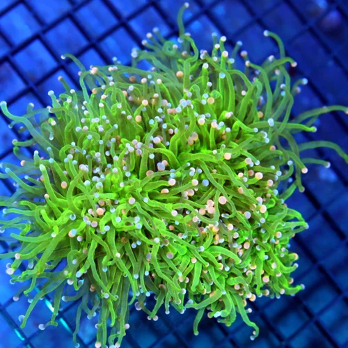 6x5.5 XXL TORCH CORAL - ULTRA COLORED BLUE/PINK TIPPED COTTON CANDY TORCH CORAL
