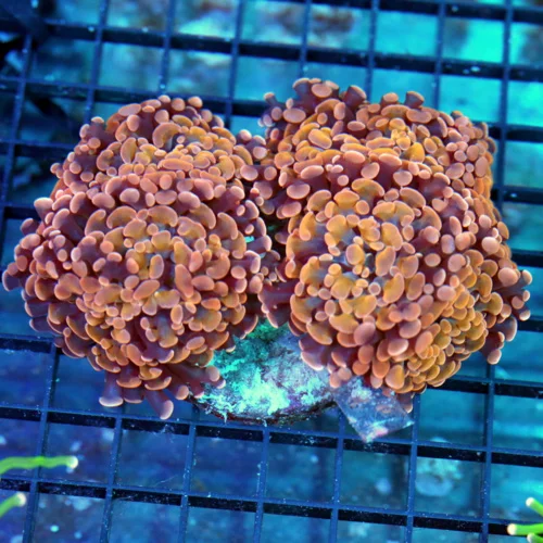 5.5x5 BRANCHING HAMMER CORAL - FOUR HEADED ULTRA MULTICOLORED BRANCHING HAMMER CORAL