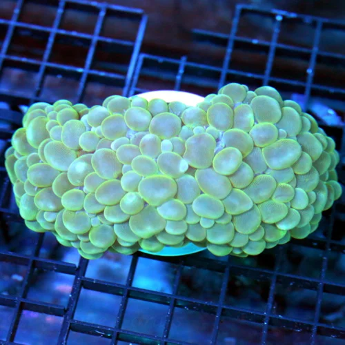 5x4 BUBBLE CORAL - VERY NICE SIZE, SHAPE AND COLOR BUBBLE CORAL