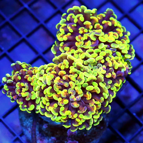 5x4 BRANCHING HAMMER CORAL - TRI-COLORED ULTRA GRADE BRANCHING HAMMER CORAL