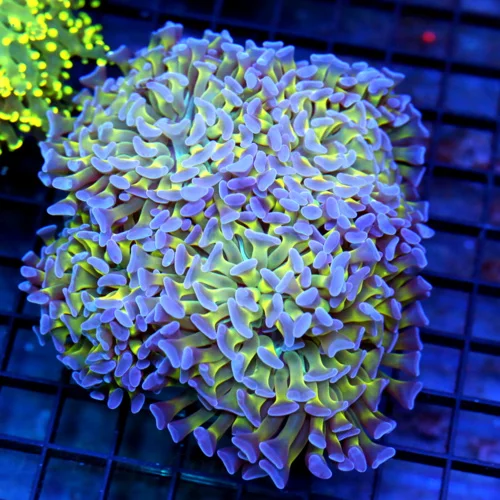 5.5x5 XXL BRANCHING HAMMER CORAL - NEON YELLOW PURPLE TIPPED BRANCHING HAMMER CORAL