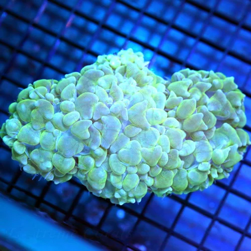 5x4 BUBBLE CORAL - VERY NICE SIZE, SHAPE AND COLOR BUBBLE CORAL