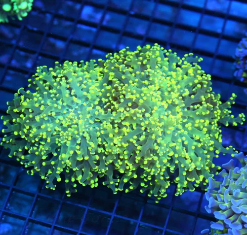 5.5x4.5 OCTOSPAWN CORAL - HANDPICKED YELLOW POLYPED OCTOSPAWN CORAL