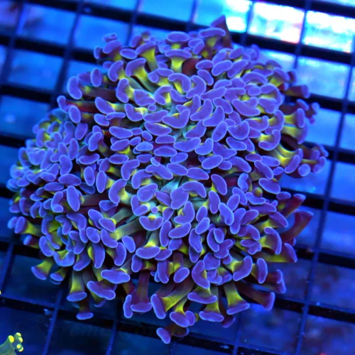 5x5 BRANCHING HAMMER CORAL - BLUE TIPPED TOXIC YELLOW HAMMER CORAL